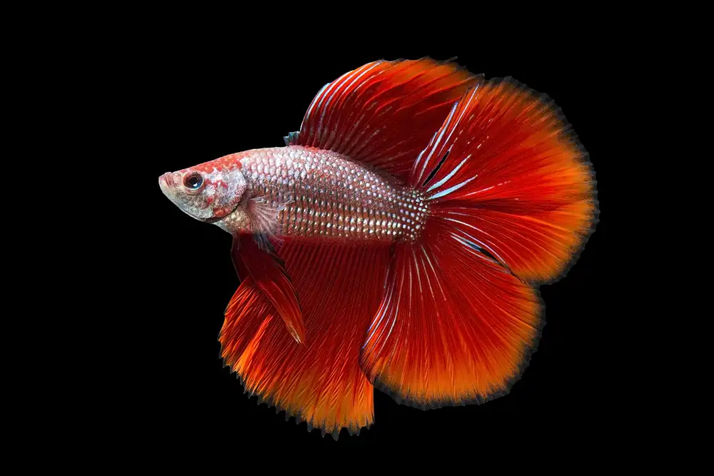 My Home Tank with Long Name